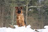BERGER ALLEMAND 494